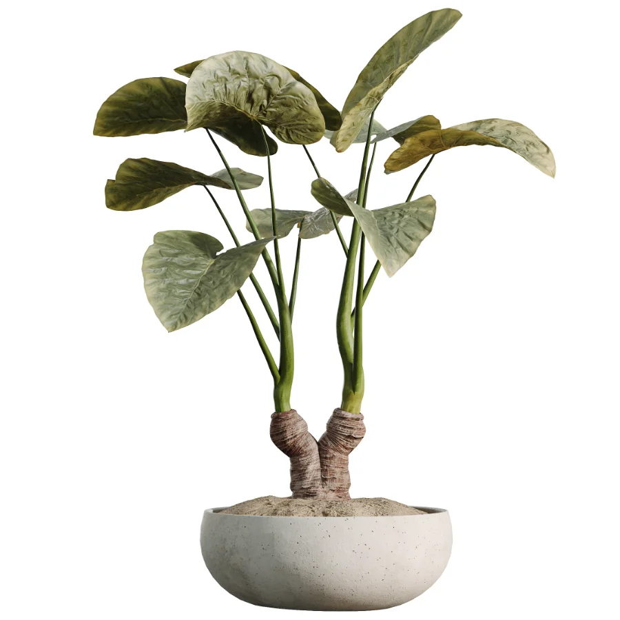 AV Indoor Plants Set 537 Cunjevoi Alocasia Olive Briful Pachira Ficus Marginata - Image 4