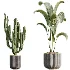 AV Indoor Plants Set 533 ParadiseBird Olive Fruit Bosnai Orange Tree Cactus - Thumbnail 6