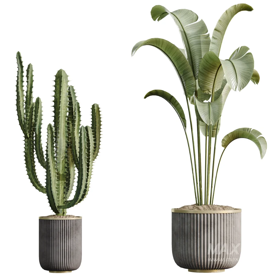 AV Indoor Plants Set 533 ParadiseBird Olive Fruit Bosnai Orange Tree Cactus - Image 6