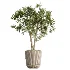 AV Indoor Plants Set 519 Orange Tree Ficus Marginata Alocasia Areca Palm Olive - Thumbnail 5