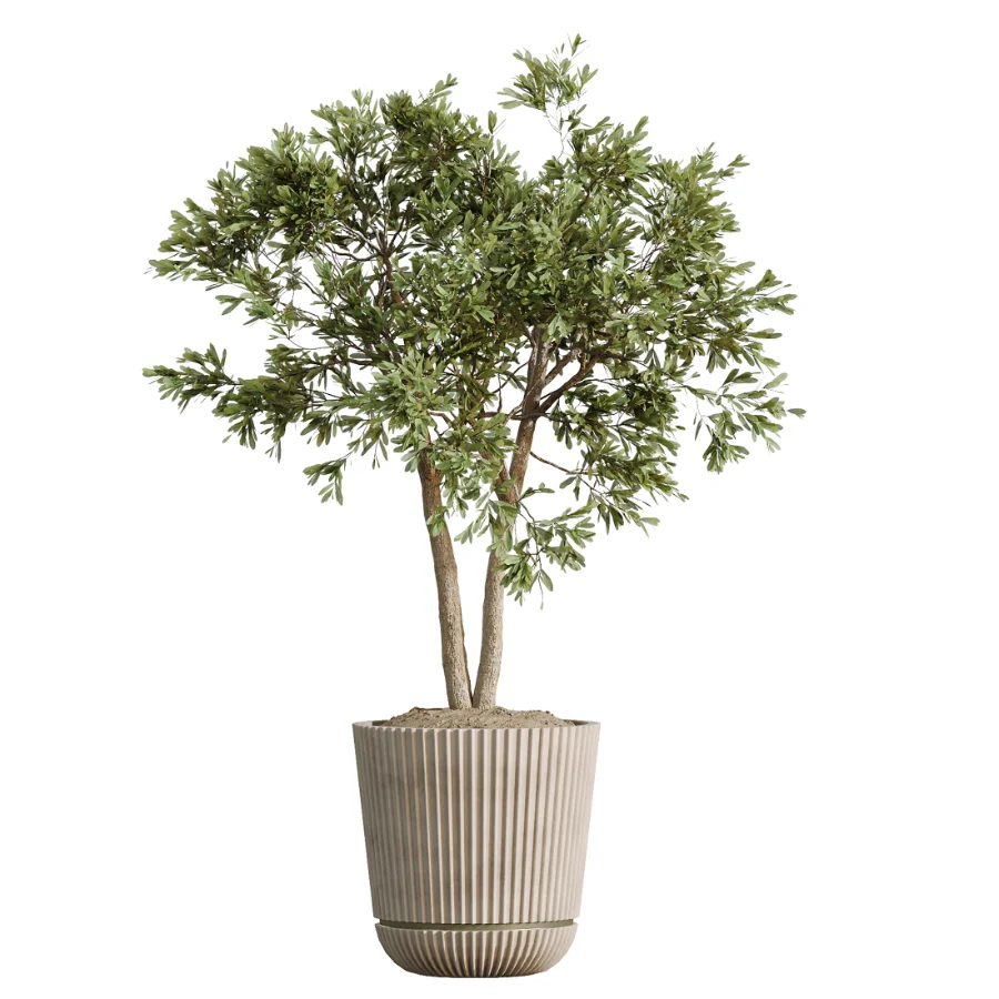 AV Indoor Plants Set 519 Orange Tree Ficus Marginata Alocasia Areca Palm Olive - Image 5
