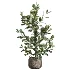 AV Indoor Plants Set 511 Olive Ficus microcarpa Rhapis Palm Giant Monstera - Thumbnail 4
