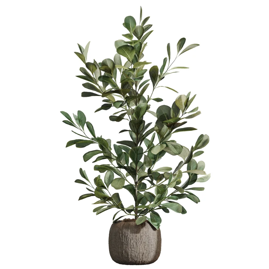 AV Indoor Plants Set 511 Olive Ficus microcarpa Rhapis Palm Giant Monstera - Image 4