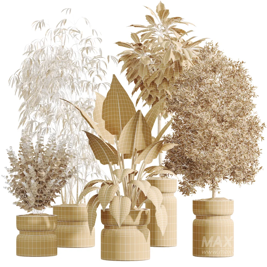 AV Indoor Plants Set 505 Alocasia Elefantenohr Eucalyptus Bouquet Olive Ficus - Image 8