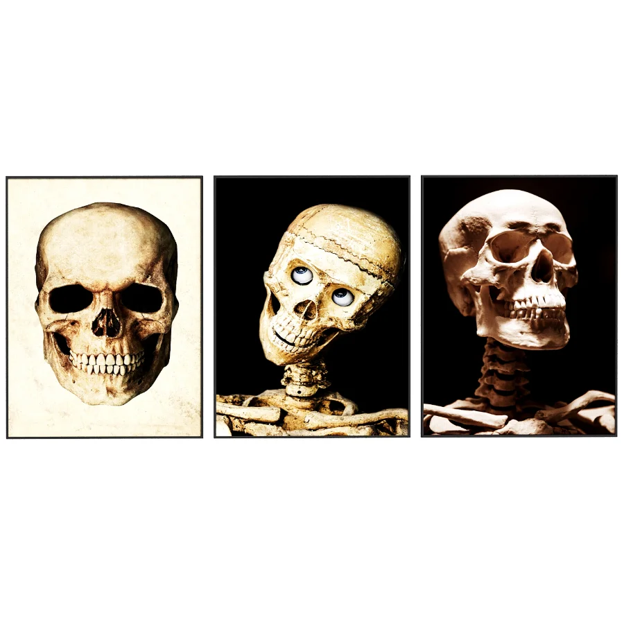 Human Skull set - Image 2