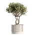 AV Indoor Plants Set 512 Olive Orange Tree Banana Cactus Echinocactus Yucca - Thumbnail 4