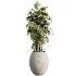 AV Indoor Plants Set 528 Rhapis Palm Ficus Marginata Banana African Fig - Thumbnail 3
