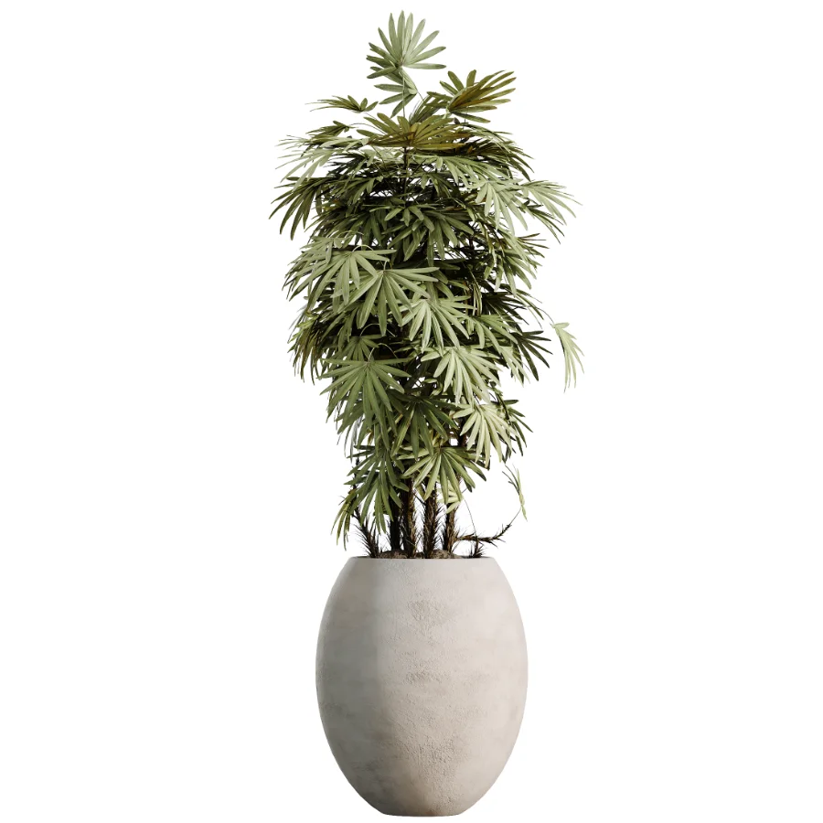 AV Indoor Plants Set 528 Rhapis Palm Ficus Marginata Banana African Fig - Image 3