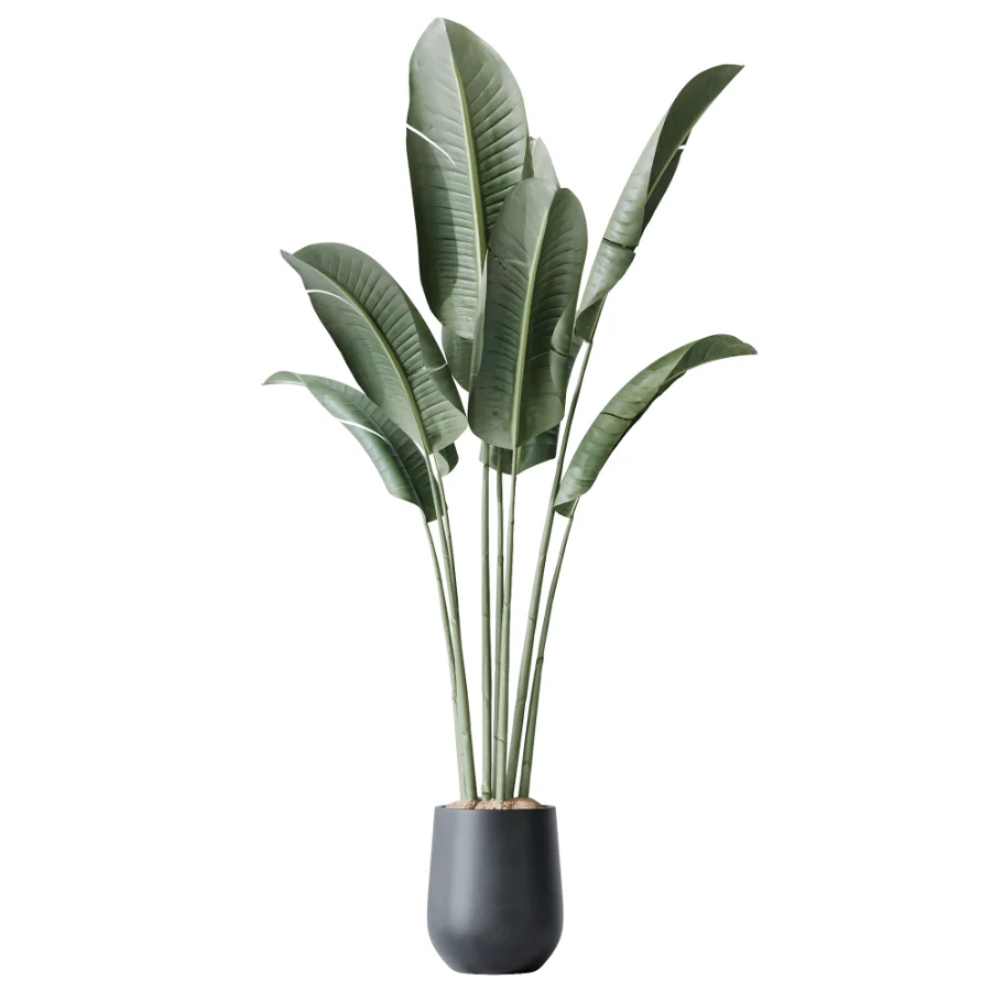 AV Indoor Plants Set 502 Ficus Bird Of Paradise Rhapis Microcarpa Bonsai - Image 3