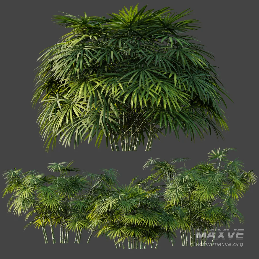 AV Plant Rhapis Excelsa Palm Bush 02 - Image 7