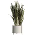 AV Indoor Plants Set 531 Olive Lemon Dragon Sansevieria Schefflera Arboricola - Thumbnail 5