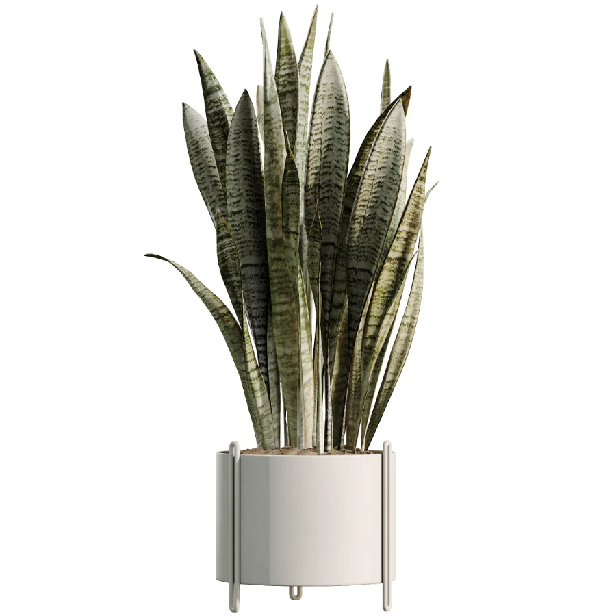 AV Indoor Plants Set 531 Olive Lemon Dragon Sansevieria Schefflera Arboricola - Image 5