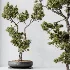 AV Indoor Plants Set 535 Bonsai Pinus Pentaphylla Thunbergii - Thumbnail 5