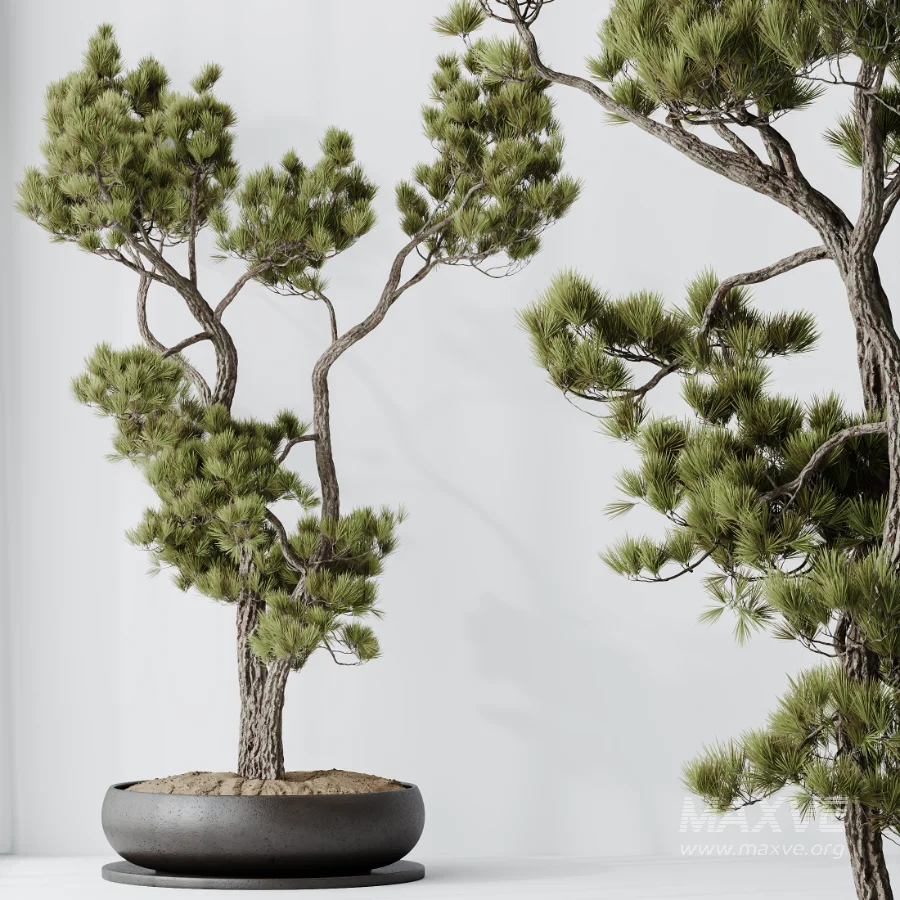 AV Indoor Plants Set 535 Bonsai Pinus Pentaphylla Thunbergii - Image 5