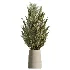 AV Indoor Plants Set 534 ParadiseBird Areca Palm Olive Ficus Dracaena Marginata - Thumbnail 3