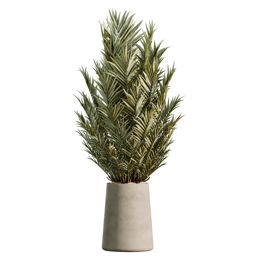 AV Indoor Plants Set 534 ParadiseBird Areca Palm Olive Ficus Dracaena Marginata - Image 3