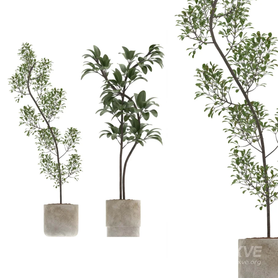 Ficus Benjamina Indoor Plant-set-032 - Image 3