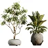 AV Indoor Plants Set 528 Rhapis Palm Ficus Marginata Banana African Fig - Thumbnail 8