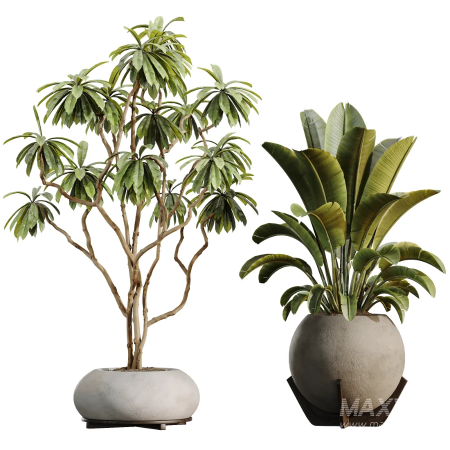 AV Indoor Plants Set 528 Rhapis Palm Ficus Marginata Banana African Fig - Image 8