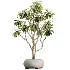 AV Indoor Plants Set 528 Rhapis Palm Ficus Marginata Banana African Fig - Thumbnail 4