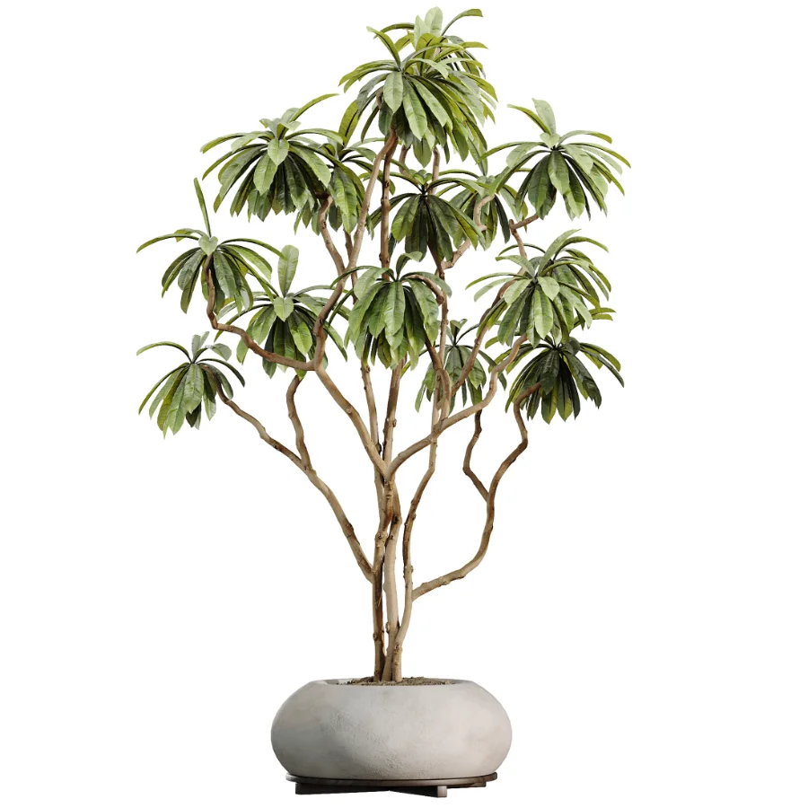 AV Indoor Plants Set 528 Rhapis Palm Ficus Marginata Banana African Fig - Image 4