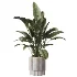 AV Indoor Plants Set 521 Yucca ParadiseBird Ficus Microcarpa Bonsai Marginata - Thumbnail 3