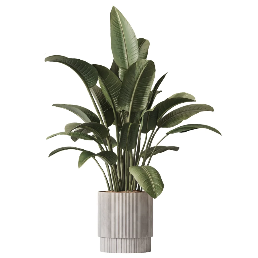 AV Indoor Plants Set 521 Yucca ParadiseBird Ficus Microcarpa Bonsai Marginata - Image 3