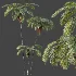 AV Plant Sphaeropteris Lepifera Palm Tree 02 - Thumbnail 4