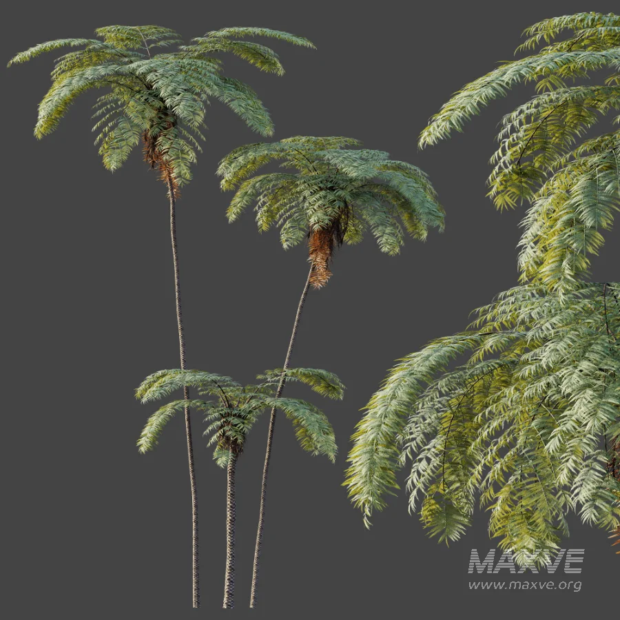 AV Plant Sphaeropteris Lepifera Palm Tree 02 - Image 4