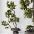 AV Indoor Plants Set 535 Bonsai Pinus Pentaphylla Thunbergii - Thumbnail 8