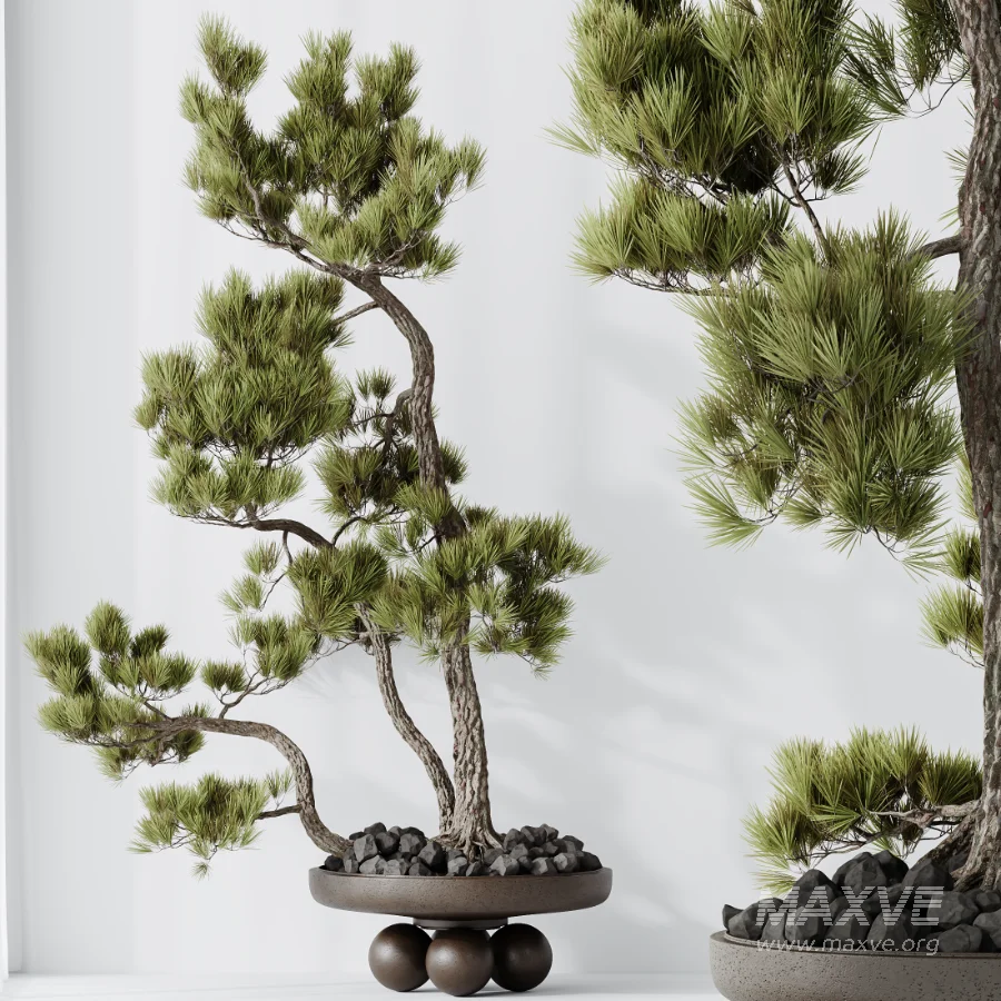 AV Indoor Plants Set 535 Bonsai Pinus Pentaphylla Thunbergii - Image 8