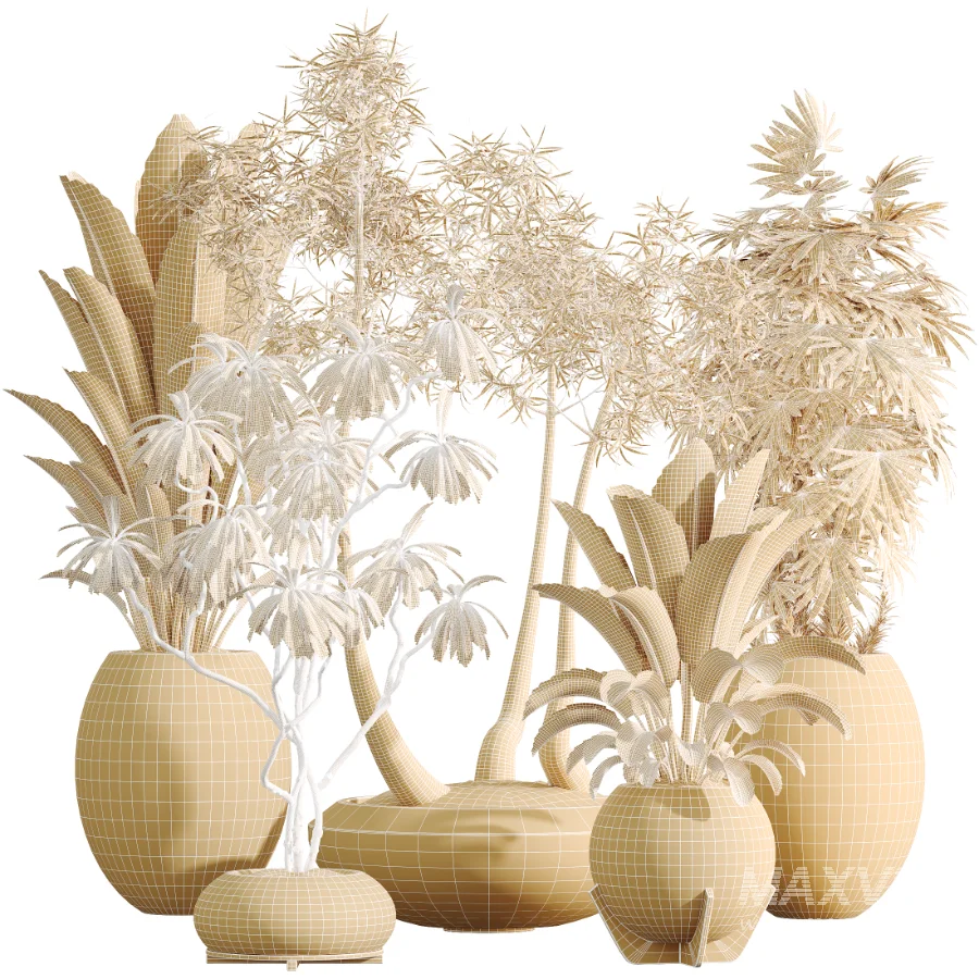 AV Indoor Plants Set 528 Rhapis Palm Ficus Marginata Banana African Fig - Image 9