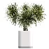 AV Indoor Plants Set 507 Yucca Banana Olive Orange Tree Schefflera Arboricola - Thumbnail 6