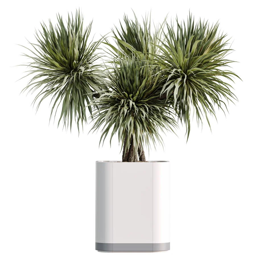 AV Indoor Plants Set 507 Yucca Banana Olive Orange Tree Schefflera Arboricola - Image 6