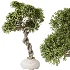 AV Indoor Plants Set 518 Banana Lemon Dragon Areca Palm Schefflera Ficus Bonsai - Thumbnail 1