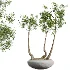 AV Indoor Plants Set 528 Rhapis Palm Ficus Marginata Banana African Fig - Thumbnail 1