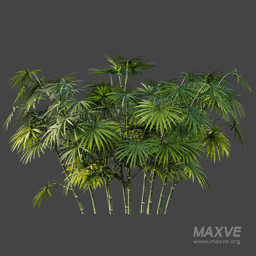 AV Plant Rhapis Excelsa Palm Bush 02 - Image 4