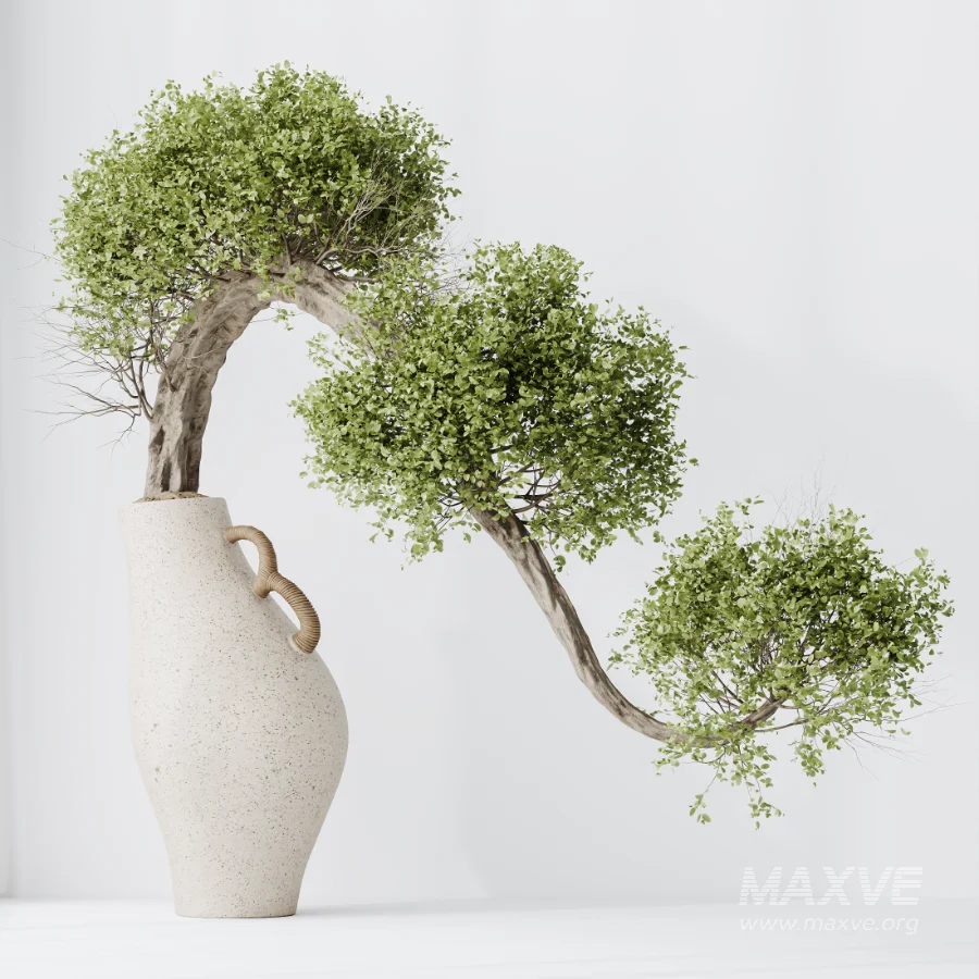 AV Indoor Plants Set 515 Dracaena Warneckii Banana Ficus Microcarpa Bonsai Lemon Tree - Image 5