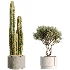 AV Indoor Plants Set 512 Olive Orange Tree Banana Cactus Echinocactus Yucca - Thumbnail 6