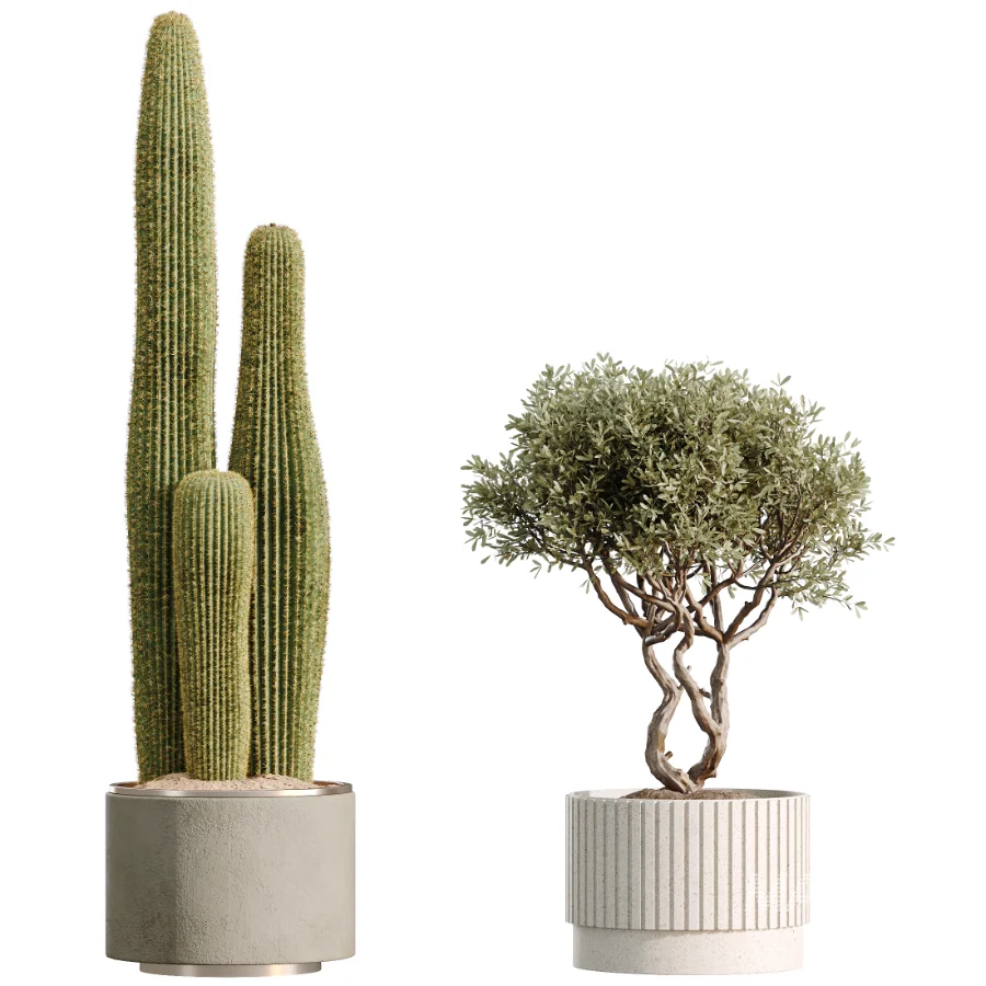 AV Indoor Plants Set 512 Olive Orange Tree Banana Cactus Echinocactus Yucca - Image 6