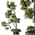 AV Indoor Plants Set 535 Bonsai Pinus Pentaphylla Thunbergii - Thumbnail 6