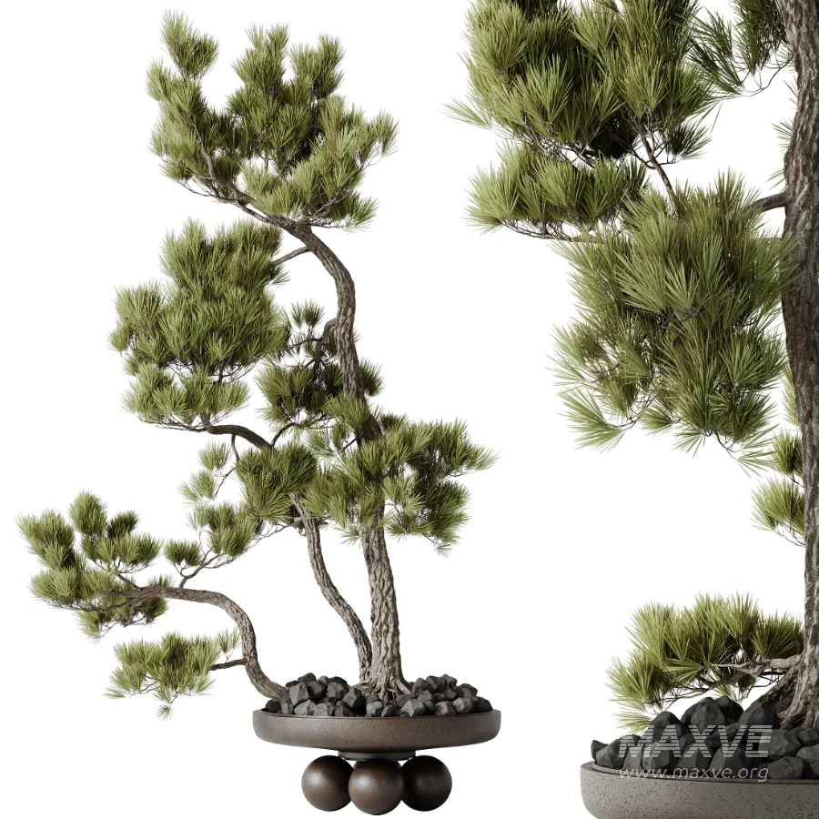 AV Indoor Plants Set 535 Bonsai Pinus Pentaphylla Thunbergii - Image 6
