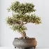 AV Indoor Plants Set 534 ParadiseBird Areca Palm Olive Ficus Dracaena Marginata - Thumbnail 7