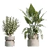 AV Indoor Plants Set 505 Alocasia Elefantenohr Eucalyptus Bouquet Olive Ficus - Thumbnail 6
