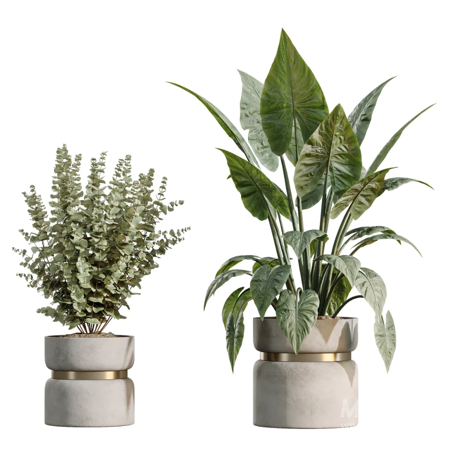 AV Indoor Plants Set 505 Alocasia Elefantenohr Eucalyptus Bouquet Olive Ficus - Image 6