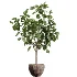 AV Indoor Plants Set 519 Orange Tree Ficus Marginata Alocasia Areca Palm Olive - Thumbnail 2