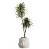 AV Indoor Plants Set514 Olive Banana Yucca Calathea Lutea Zamioculcas Zamiifolia - Thumbnail 4
