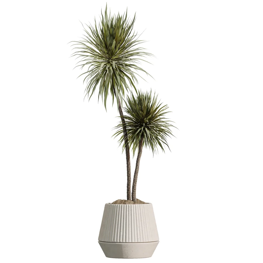 AV Indoor Plants Set514 Olive Banana Yucca Calathea Lutea Zamioculcas Zamiifolia - Image 4