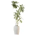 AV Indoor Plants Set 532 Ficus Marginata African Fig Banana Olive Lemon Dragon - Thumbnail 1