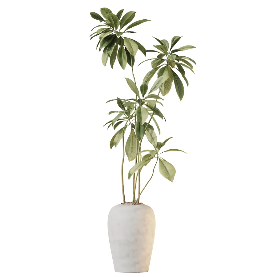 AV Indoor Plants Set 532 Ficus Marginata African Fig Banana Olive Lemon Dragon - Image 1